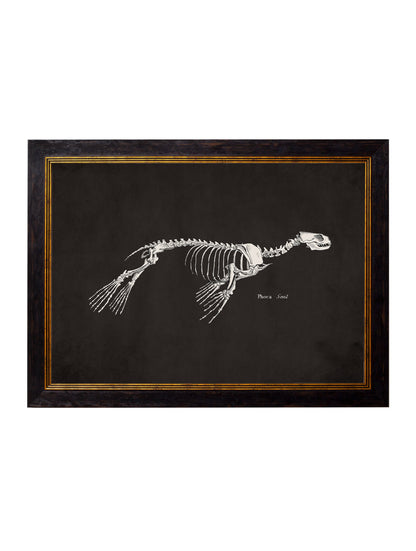 c.1870 Anatomical Skeletons – Dark styled view – Leya Buster Interiors