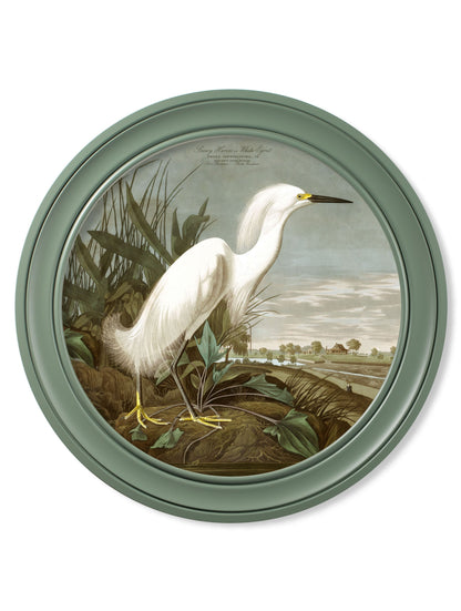 c.1838 Audubon's Snowy Heron in Green Frame detail – Leya Buster Interiors