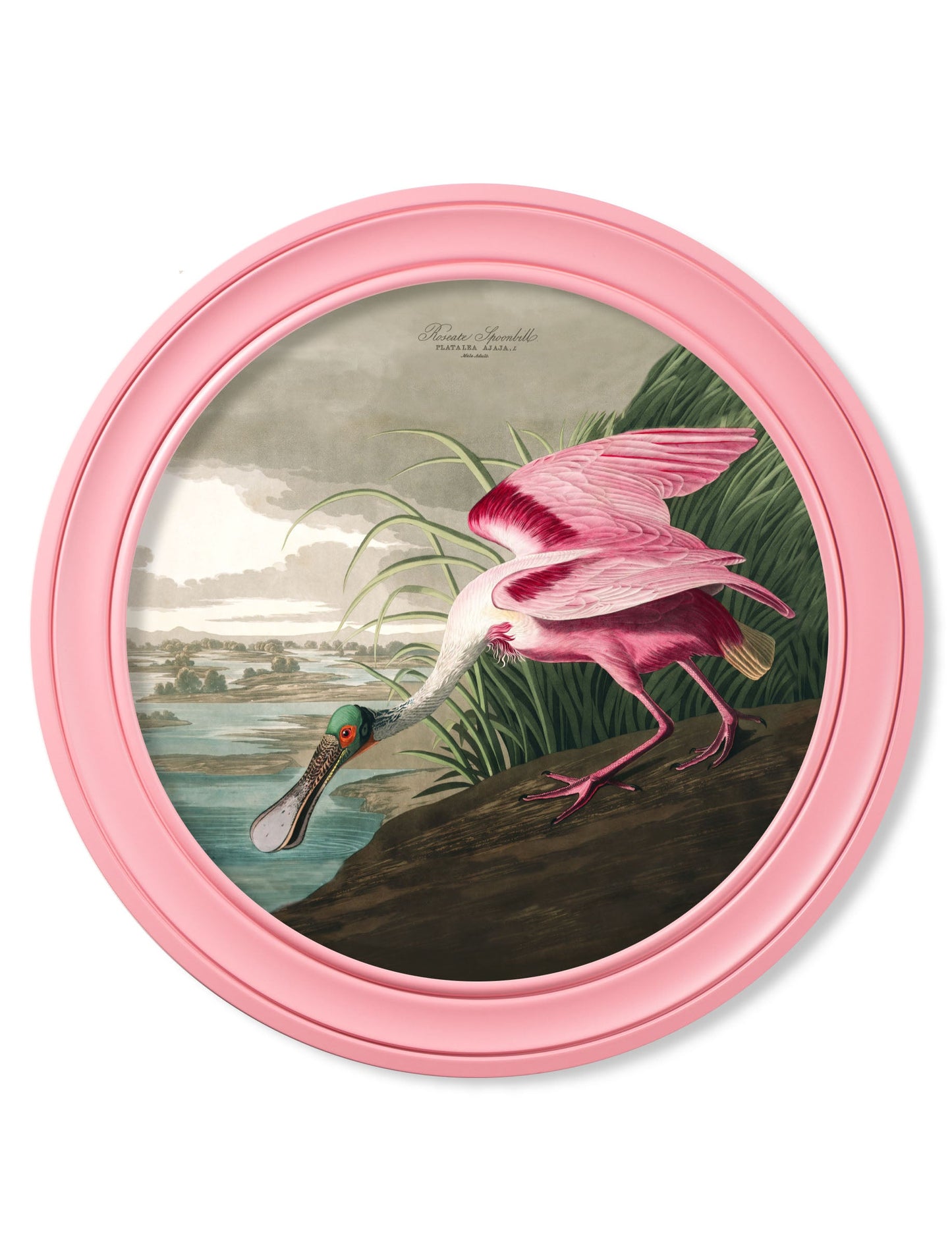 c.1838 Audubon's Spoonbill in Pink Frame detail – Leya Buster Interiors