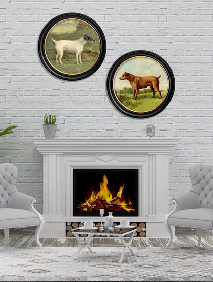 c.1881 Terriers – Round Frame – framed wall art at Leya Buster Interiors