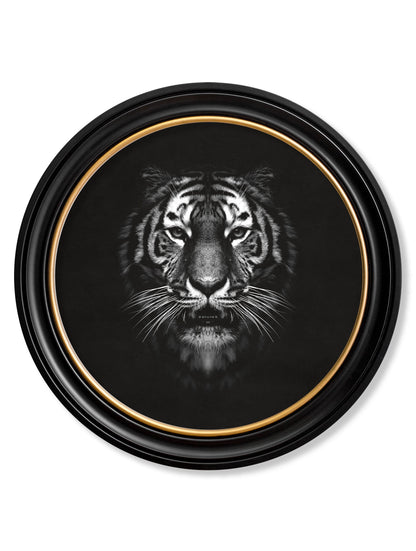 Wildlife Photography – Tiger – Round Frame detail – Leya Buster Interiors