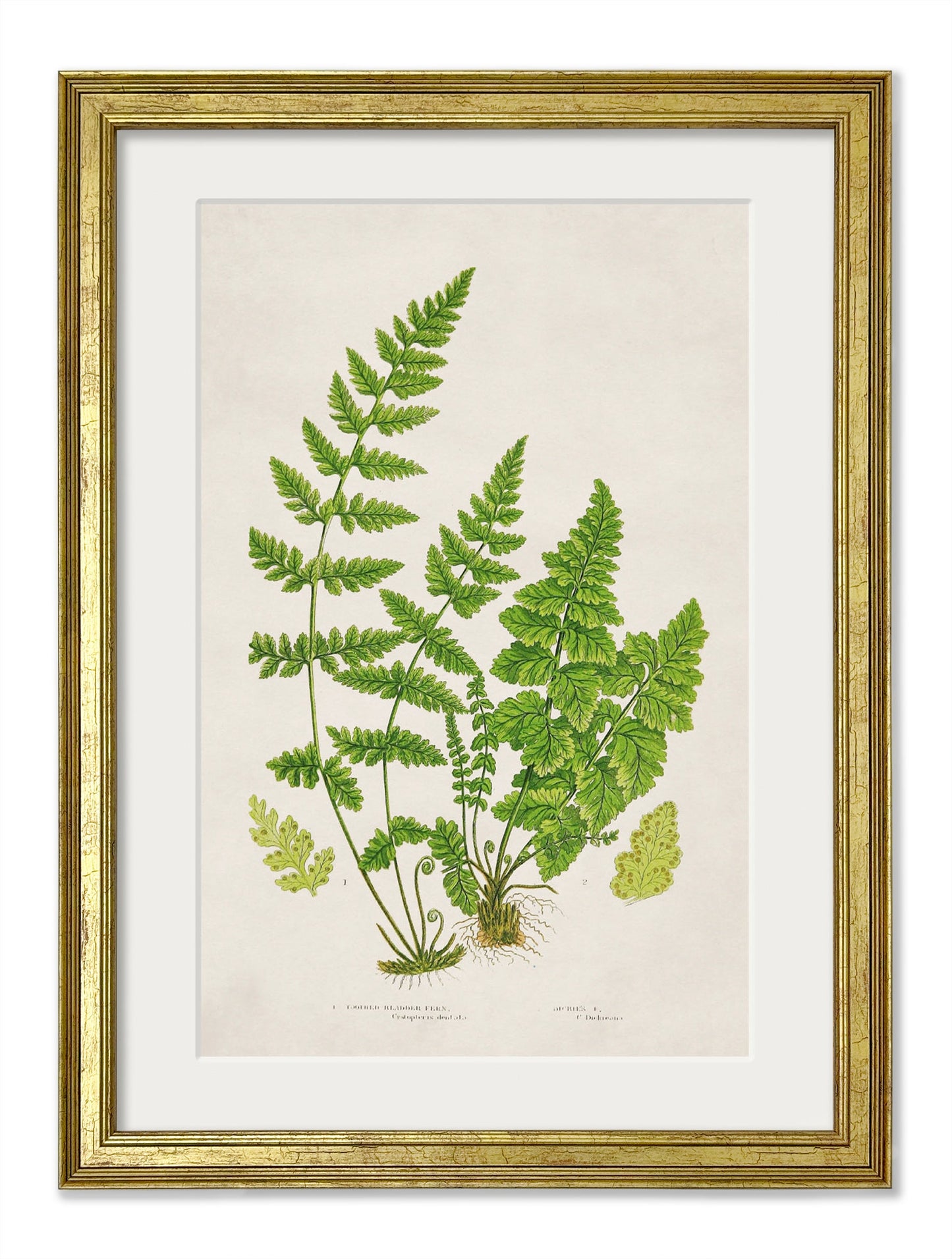 Collection of 6 Ferns styled view – Leya Buster Interiors