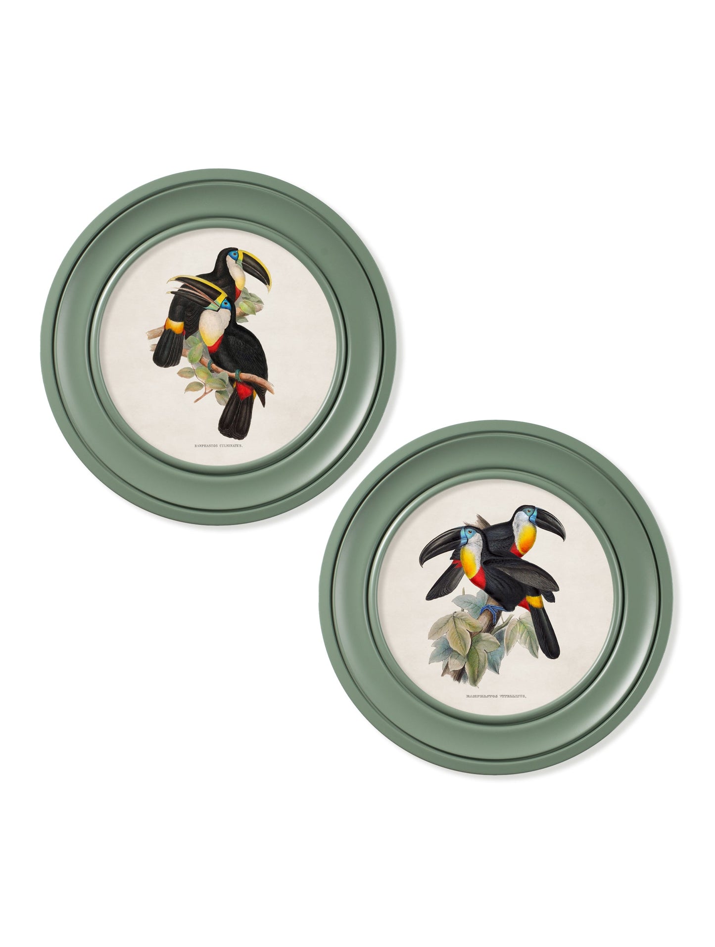c.1848 Toucans – Round Frames Green – framed wall art at Leya Buster Interiors