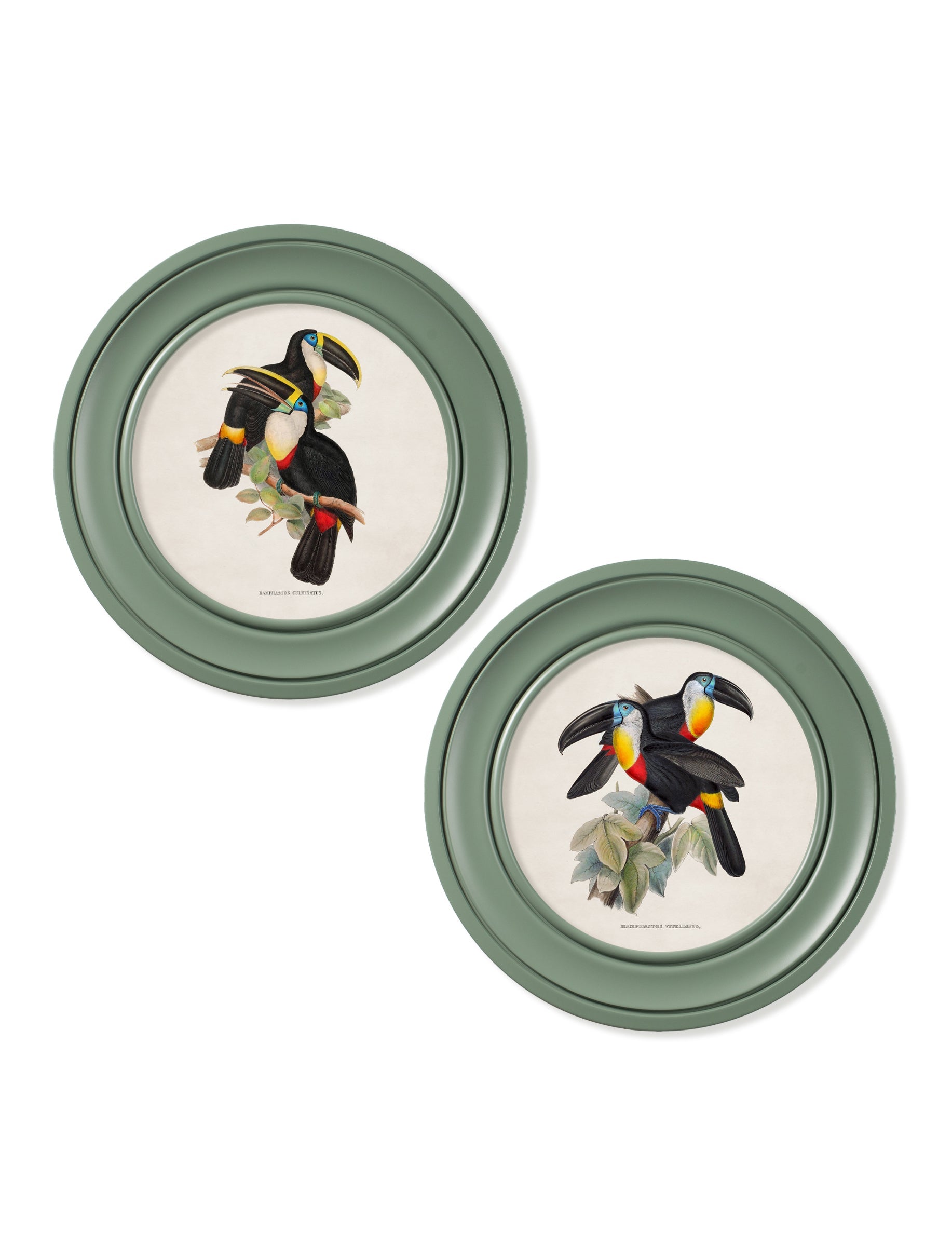 c.1848 Toucans – Round Frames Green – framed wall art at Leya Buster Interiors