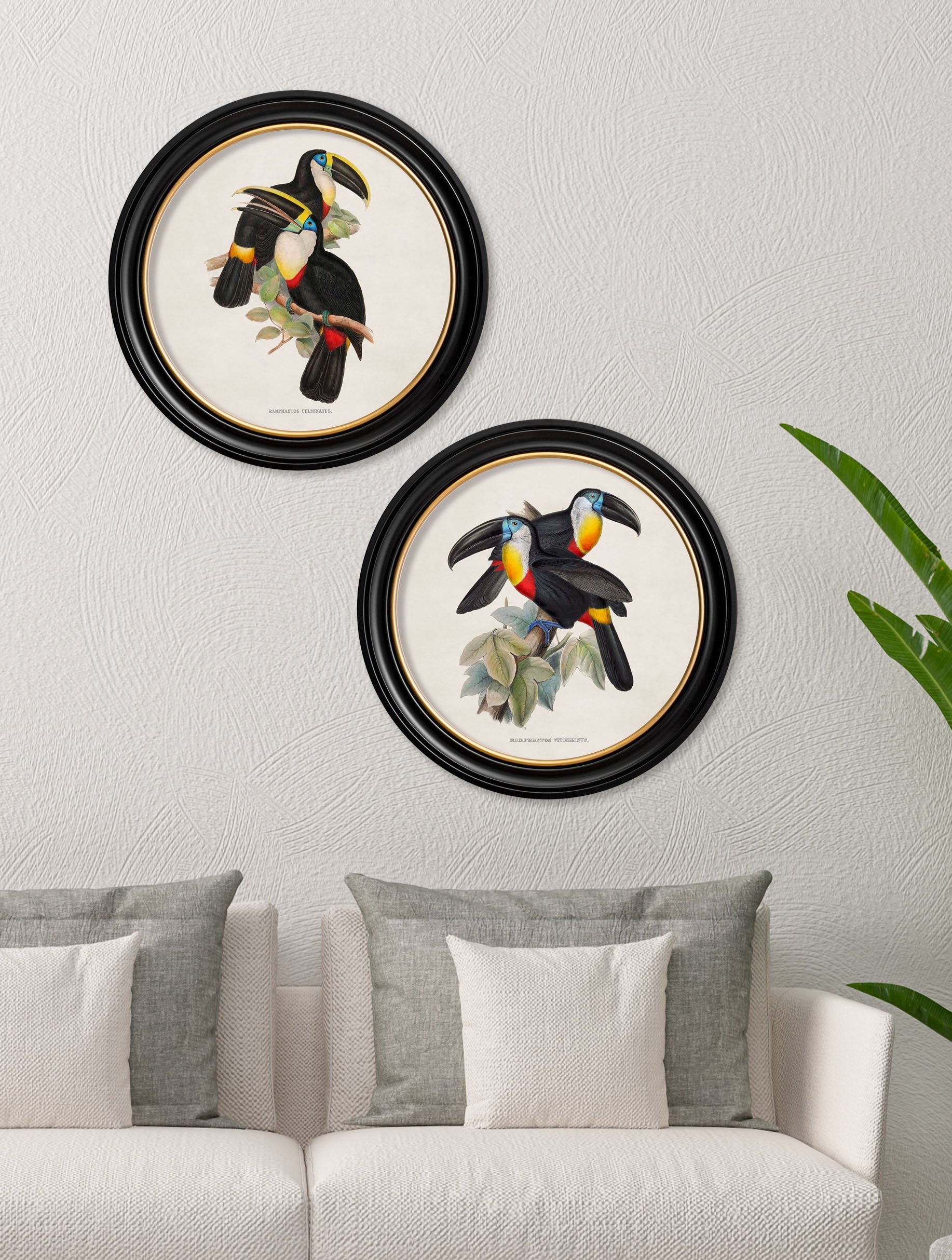 c.1848 Toucans – Round Frames – framed wall art at Leya Buster Interiors
