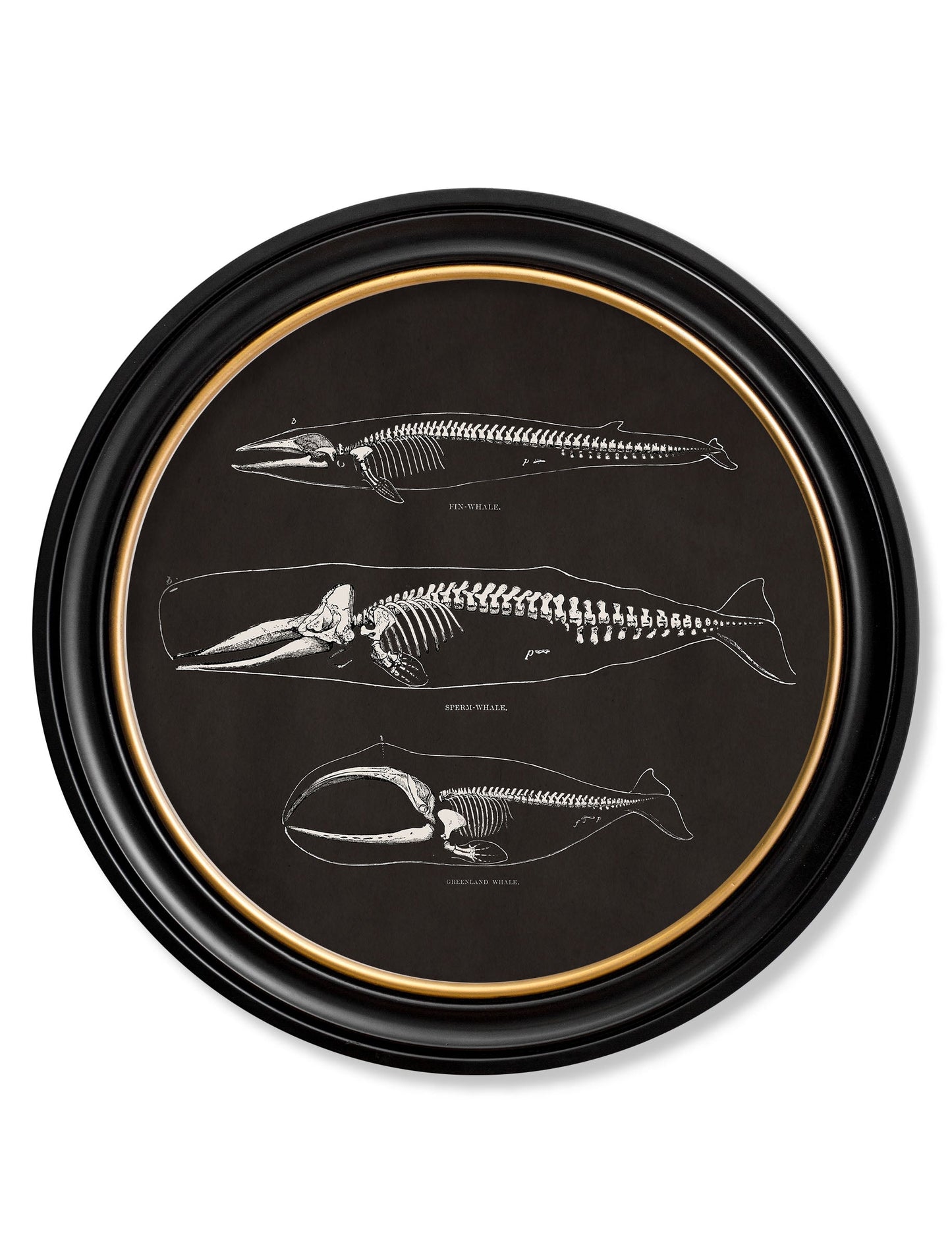 c.1870 Anatomical Skeletons – Dark – Round Frames styled view – Leya Buster Interiors