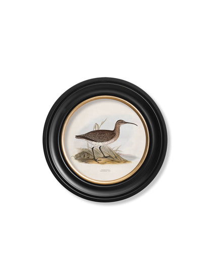 c.1837's British Coastal Birds – Round styled view – Leya Buster Interiors