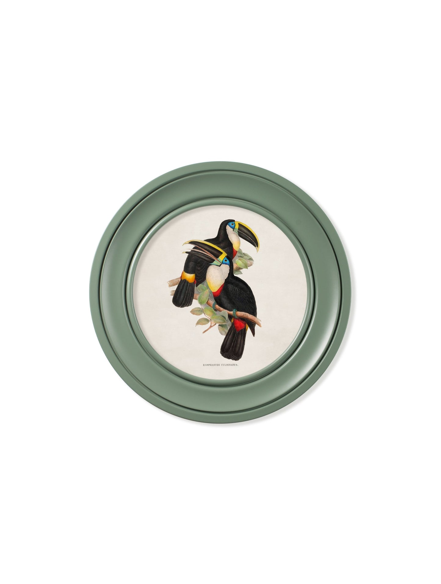 c.1848 Toucans – Round Frames Green styled view – Leya Buster Interiors