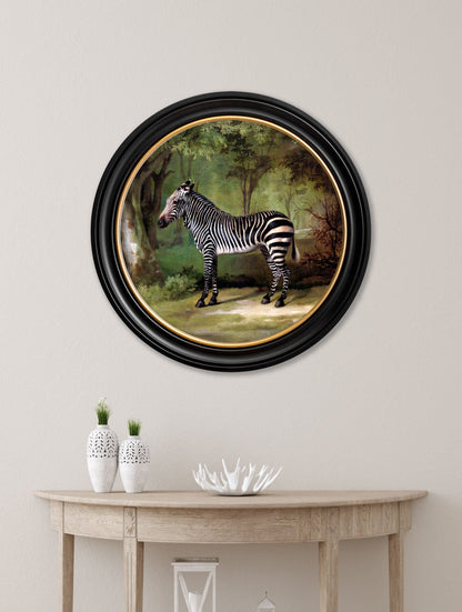 c.1763 George Stubb's Zebra – Round Frame – framed wall art at Leya Buster Interiors