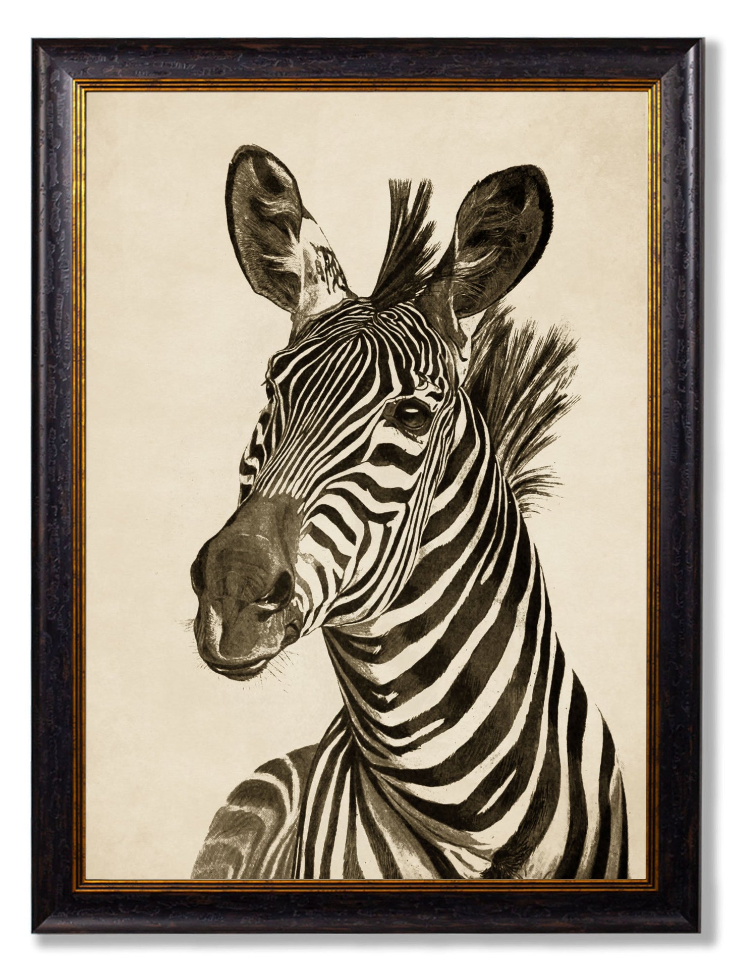 c1890 Zebra Illustrations – Dark styled view – Leya Buster Interiors