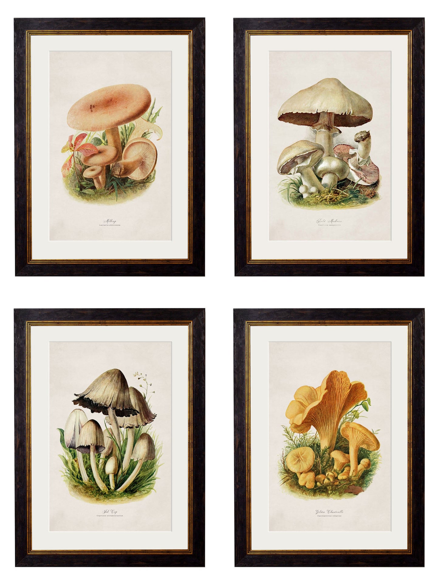 c.1913 Edible Mushrooms detail – Leya Buster Interiors
