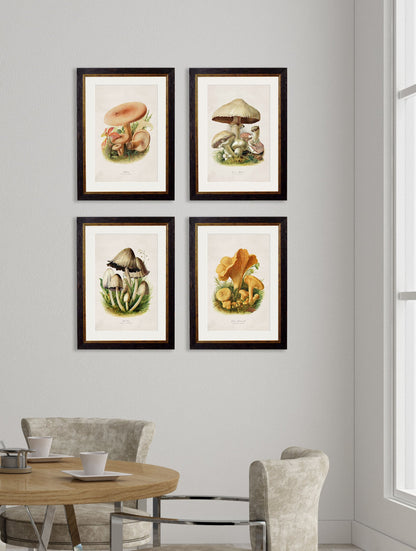 c.1913 Edible Mushrooms – framed wall art at Leya Buster Interiors