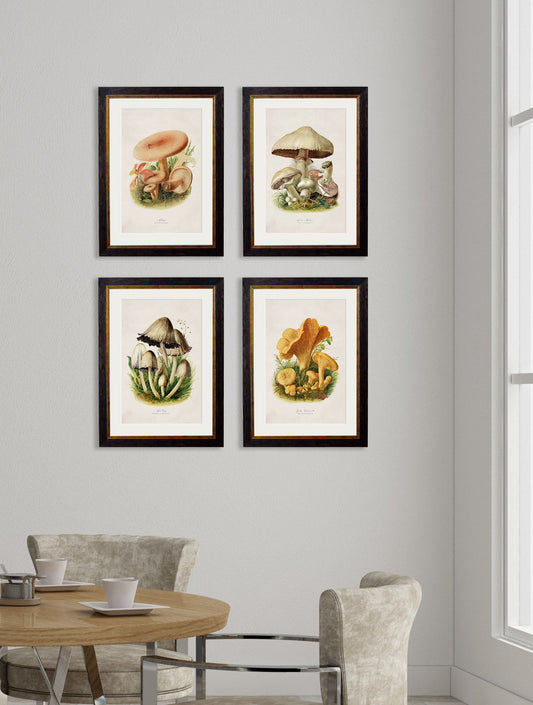 c.1913 Edible Mushrooms – framed wall art at Leya Buster Interiors