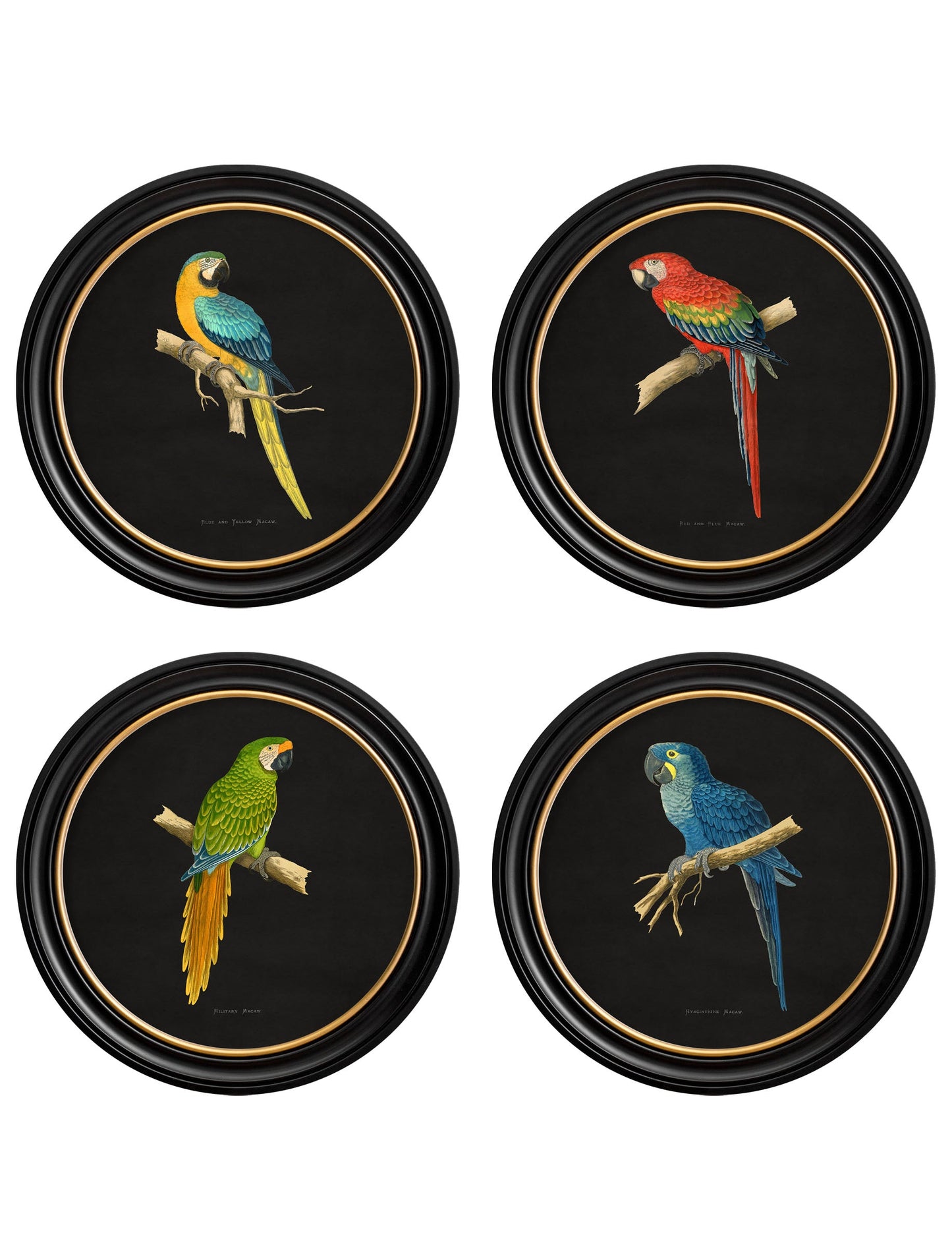 C.1884 Collection of Macaws in Round Frames – Black detail – Leya Buster Interiors