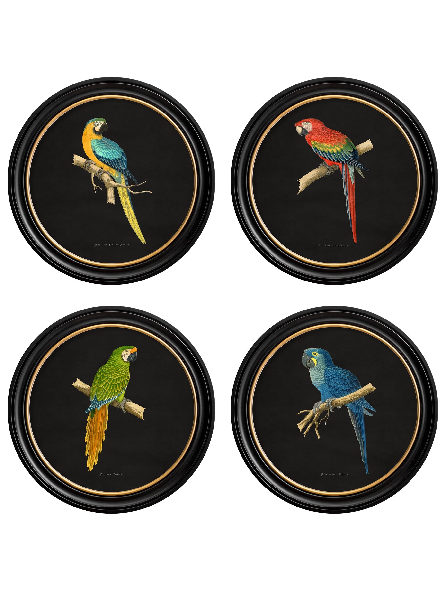 C.1884 Collection of Macaws in Round Frames – Black detail – Leya Buster Interiors
