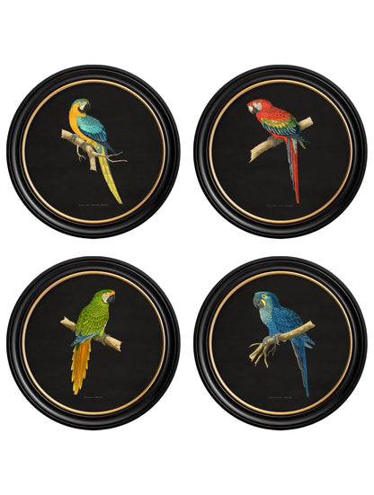 C.1884 Collection of Macaws in Round Frames – Black detail – Leya Buster Interiors