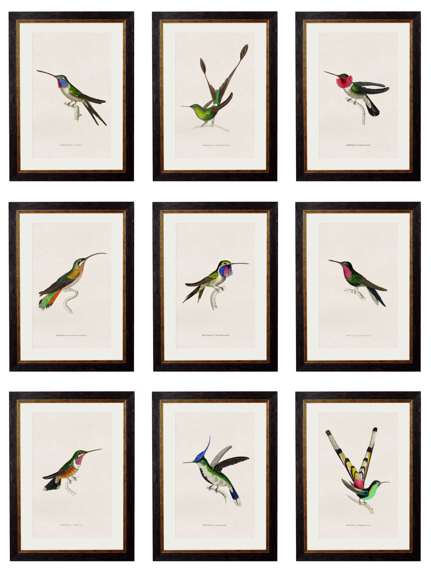 c.1833 Hummingbirds detail – Leya Buster Interiors