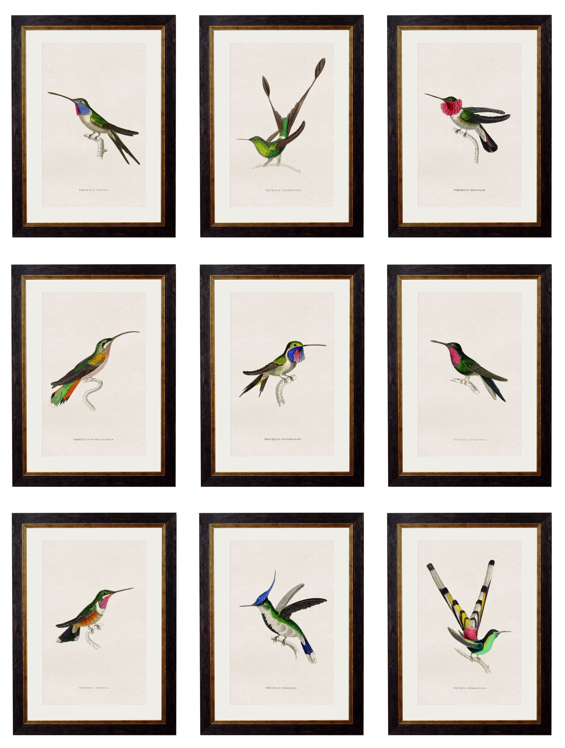 c.1833 Hummingbirds detail – Leya Buster Interiors