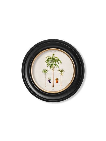 c.1843 Studies of South American Palm Trees in Round Frames styled view – Leya Buster Interiors