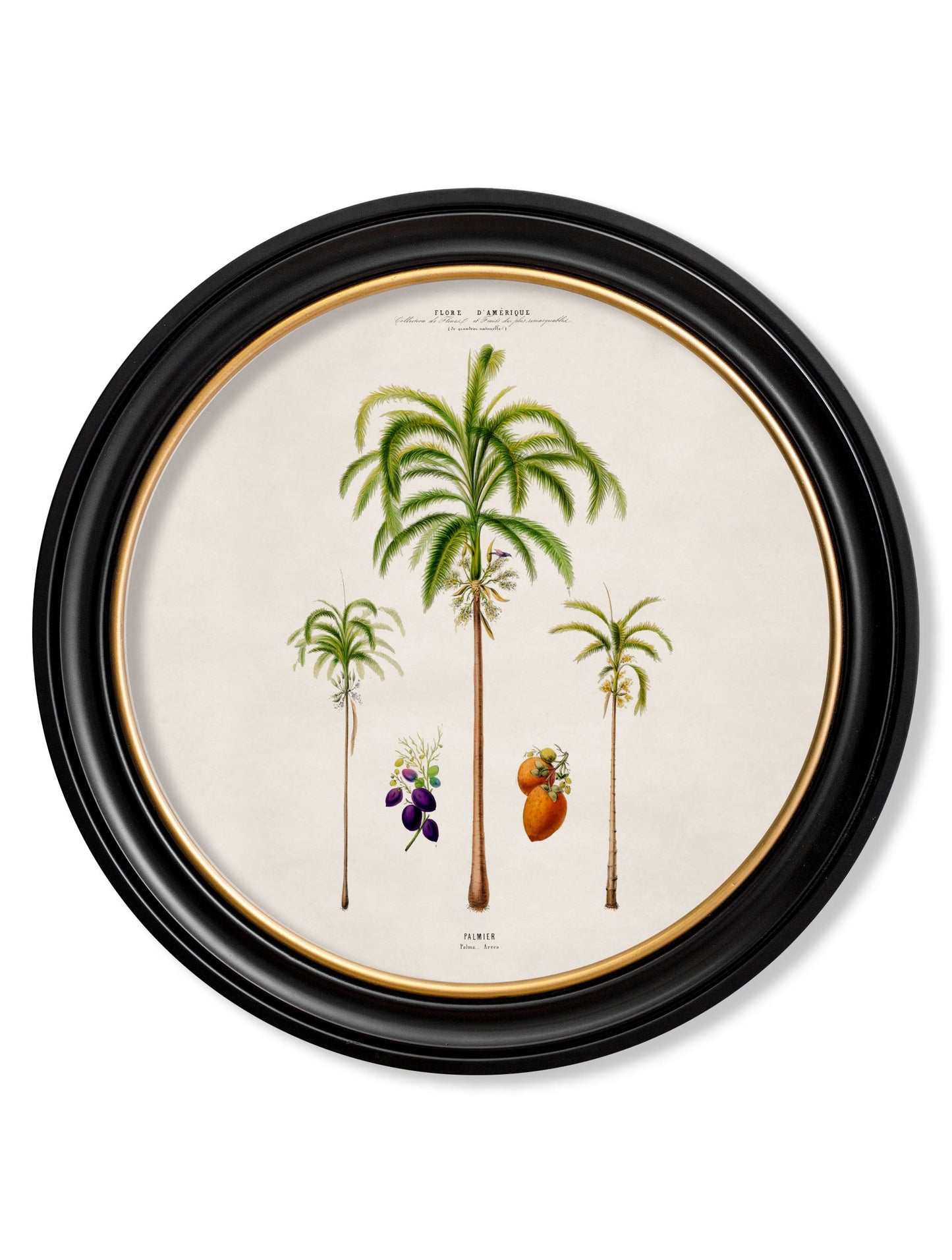 c.1843 Studies of South American Palm Trees in Round Frames styled view – Leya Buster Interiors