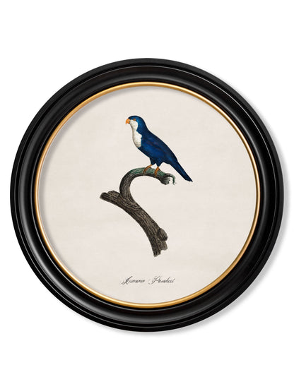 C.1800's Collection of Parrots in Round Frames 1 styled view – Leya Buster Interiors
