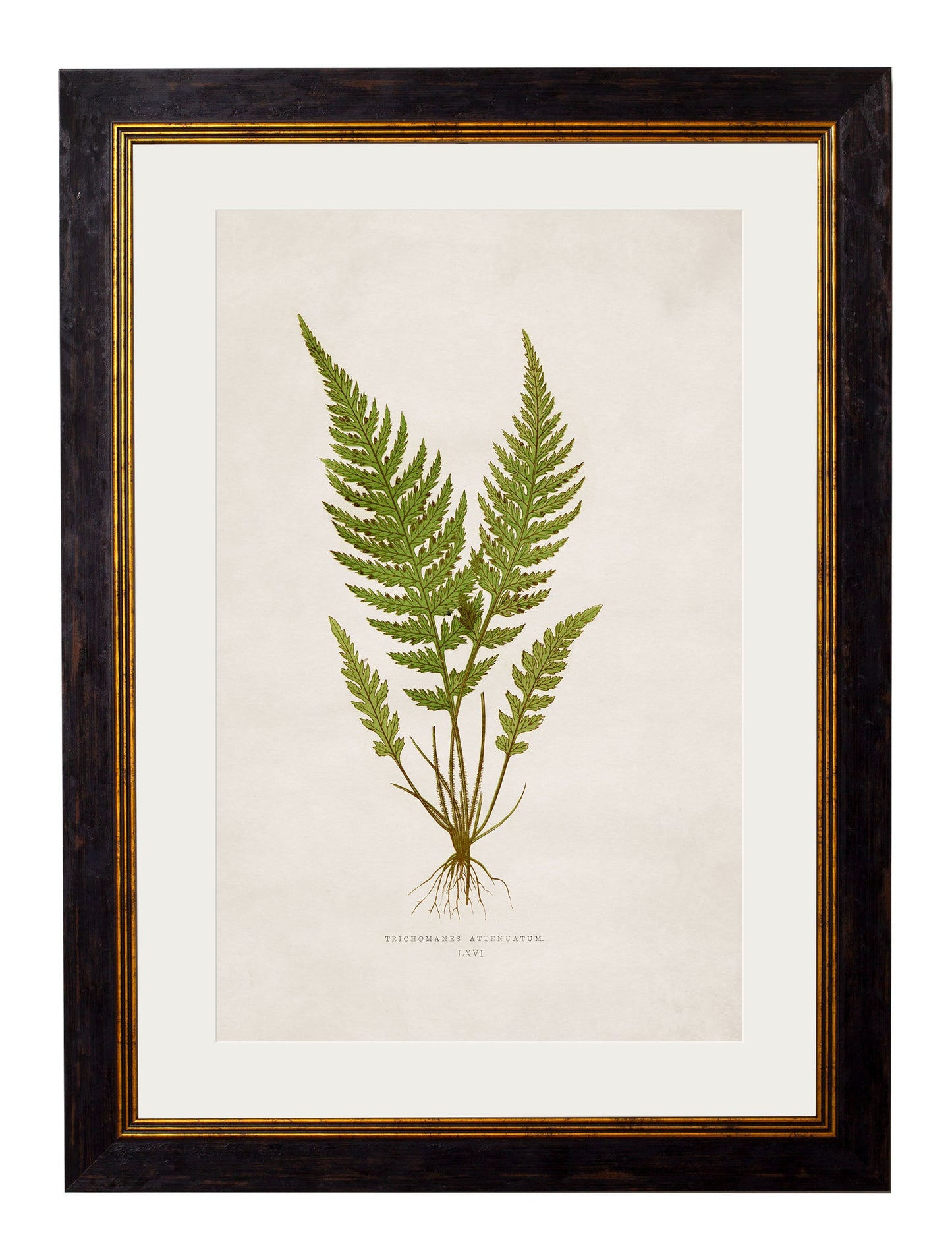c.1864 Collection of British Ferns styled view – Leya Buster Interiors