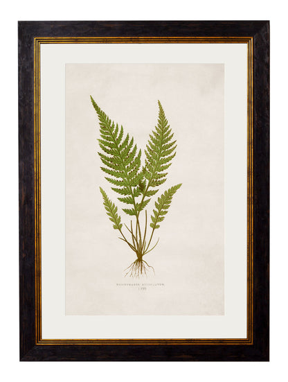 c.1864 Collection of British Ferns styled view – Leya Buster Interiors