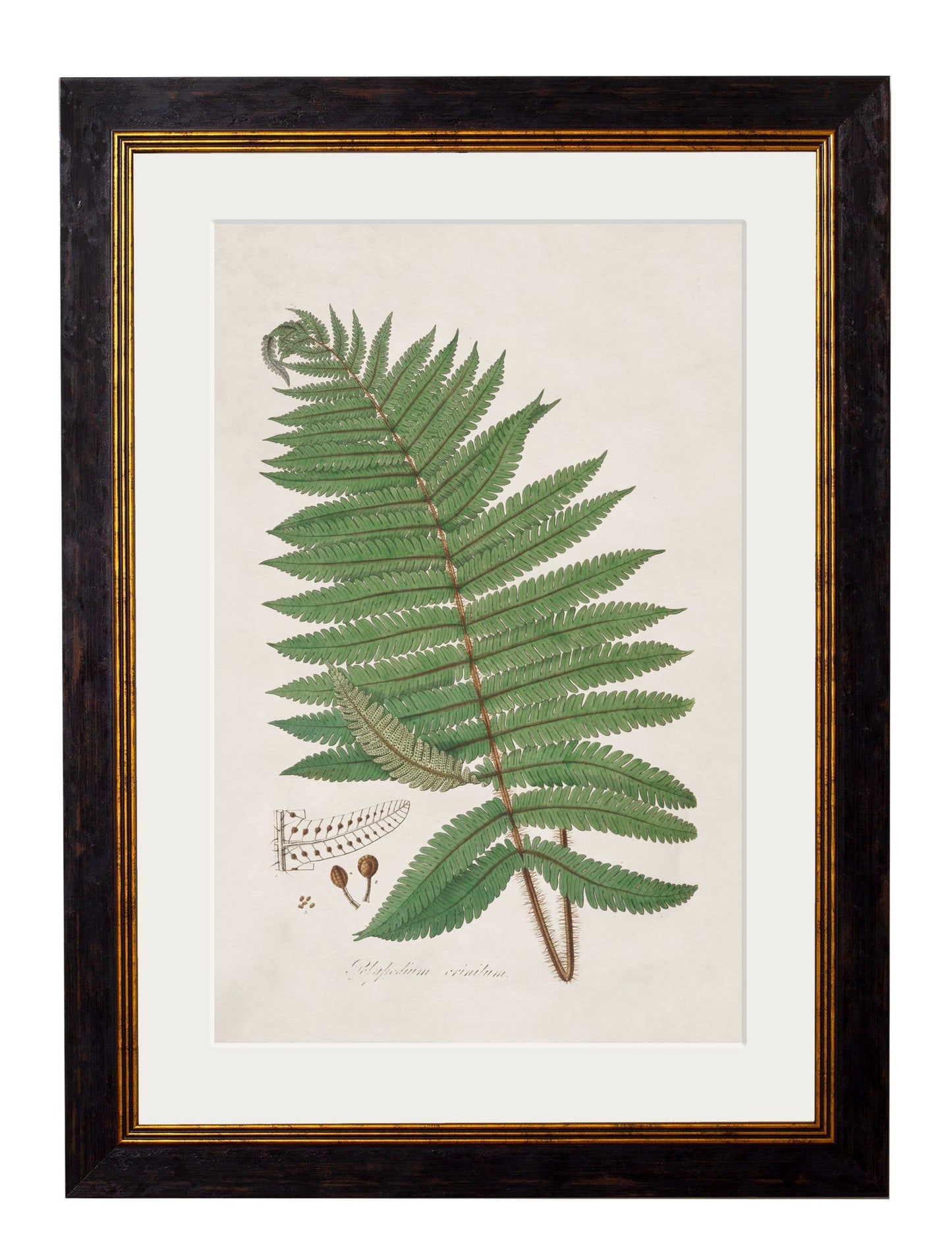 c.1831 Collection of Ferns styled view – Leya Buster Interiors