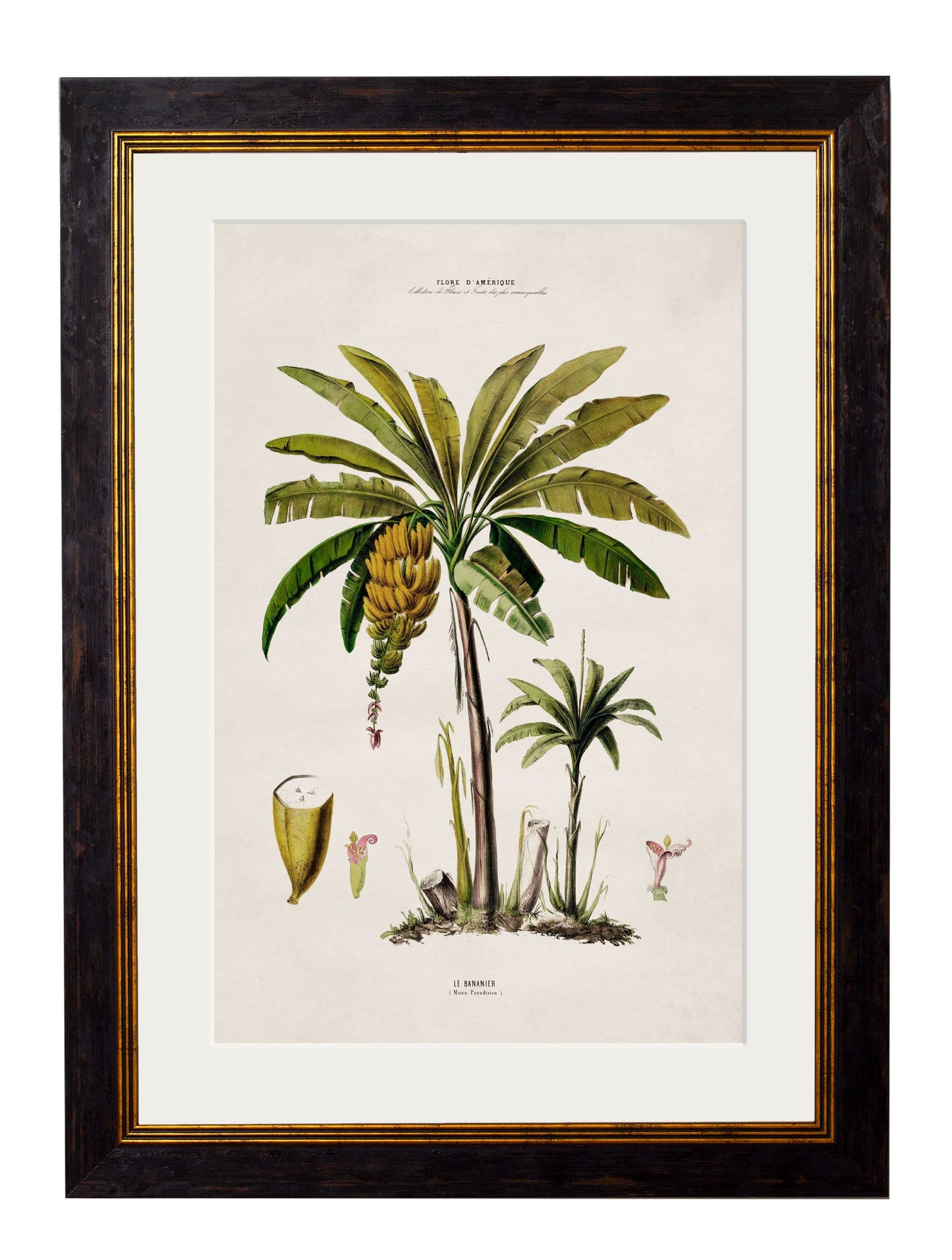 c.1843 Studies of South American Palm Trees styled view – Leya Buster Interiors
