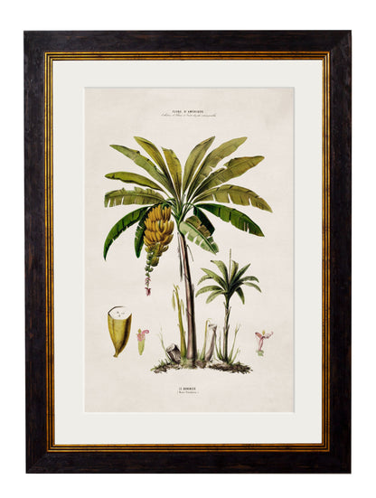 c.1843 Studies of South American Palm Trees styled view – Leya Buster Interiors