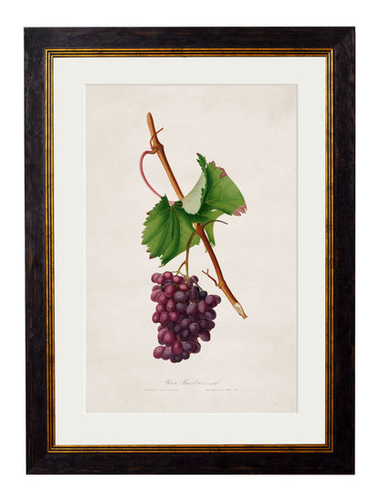 c.1817 Collection of Botanical Grapes styled view – Leya Buster Interiors