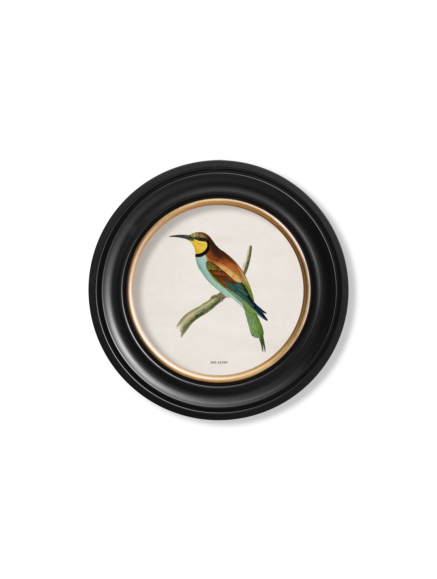 c.1870 Kingfisher and Bee Eater styled view – Leya Buster Interiors