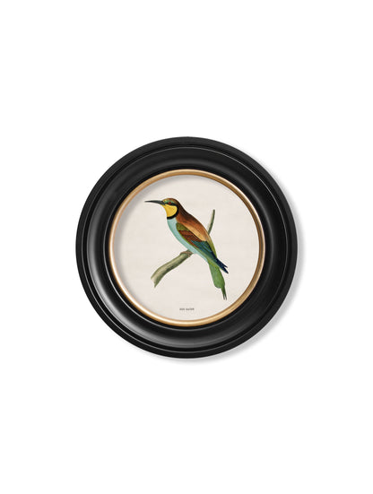 c.1870 Kingfisher and Bee Eater styled view – Leya Buster Interiors