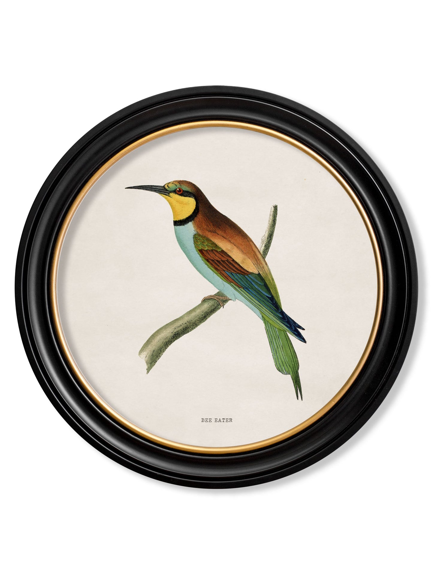 c.1870 Kingfisher and Bee Eater styled view – Leya Buster Interiors