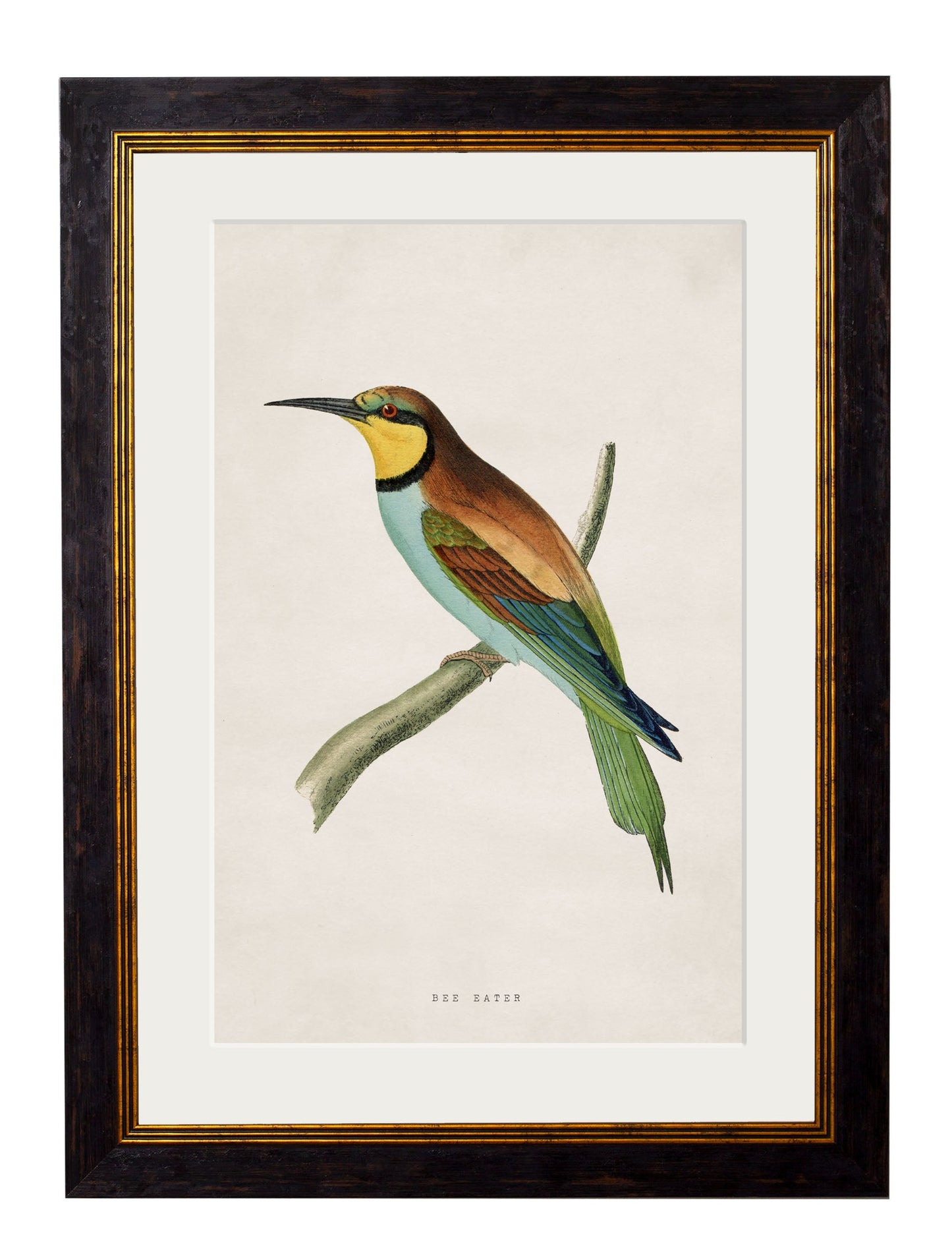 c.1870 Kingfisher & Bee Eater styled view – Leya Buster Interiors