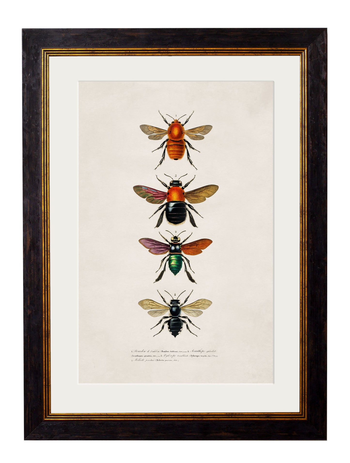 c.1892 Bees and Wasps styled view – Leya Buster Interiors