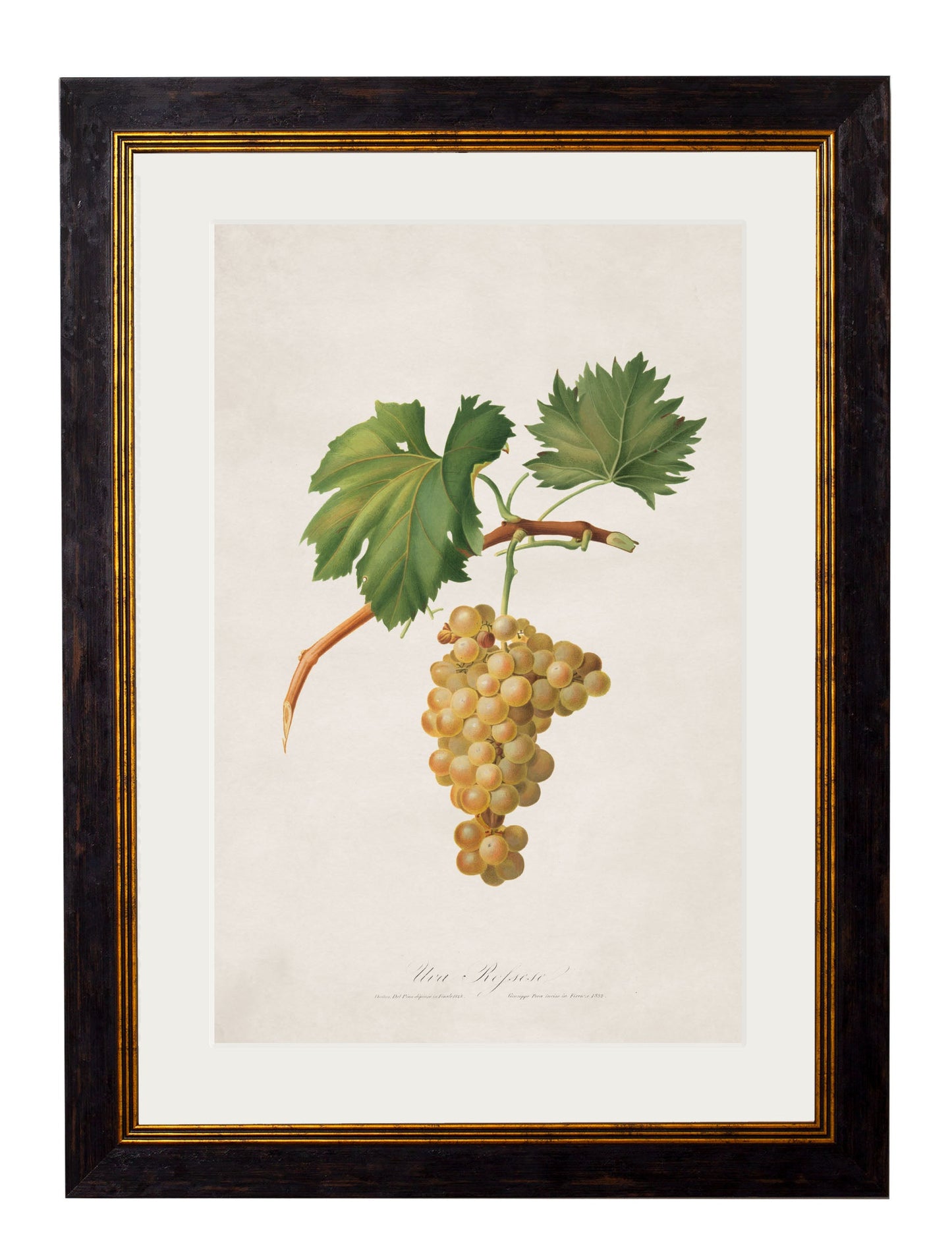 c.1817 Collection of Botanical Grapes styled view – Leya Buster Interiors