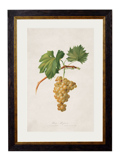 c.1817 Collection of Botanical Grapes styled view – Leya Buster Interiors