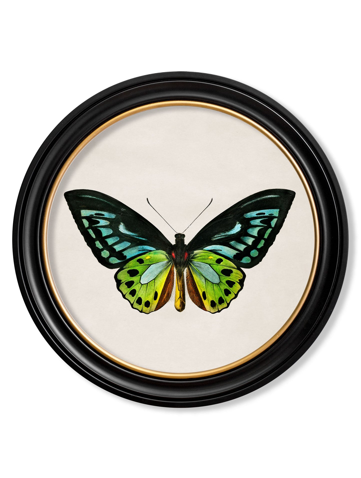 c.1836 Tropical Butterflies – Round Frames styled view – Leya Buster Interiors