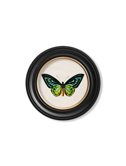 c.1836 Tropical Butterflies – Round Frames styled view – Leya Buster Interiors