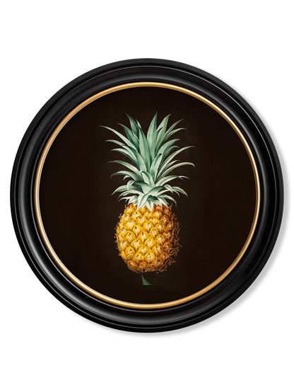 c.1812 Pineapple Study (Black) – Round Frame detail – Leya Buster Interiors
