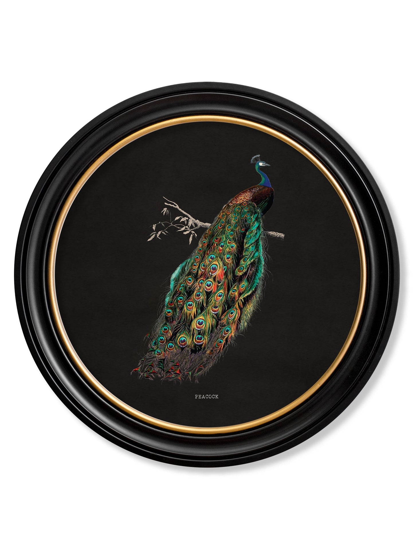 c.1847 Peacocks in Round Frames – Dark styled view – Leya Buster Interiors