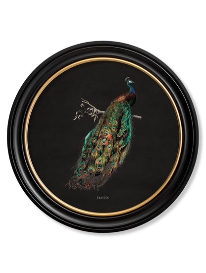 c.1847 Peacocks in Round Frames – Dark styled view – Leya Buster Interiors