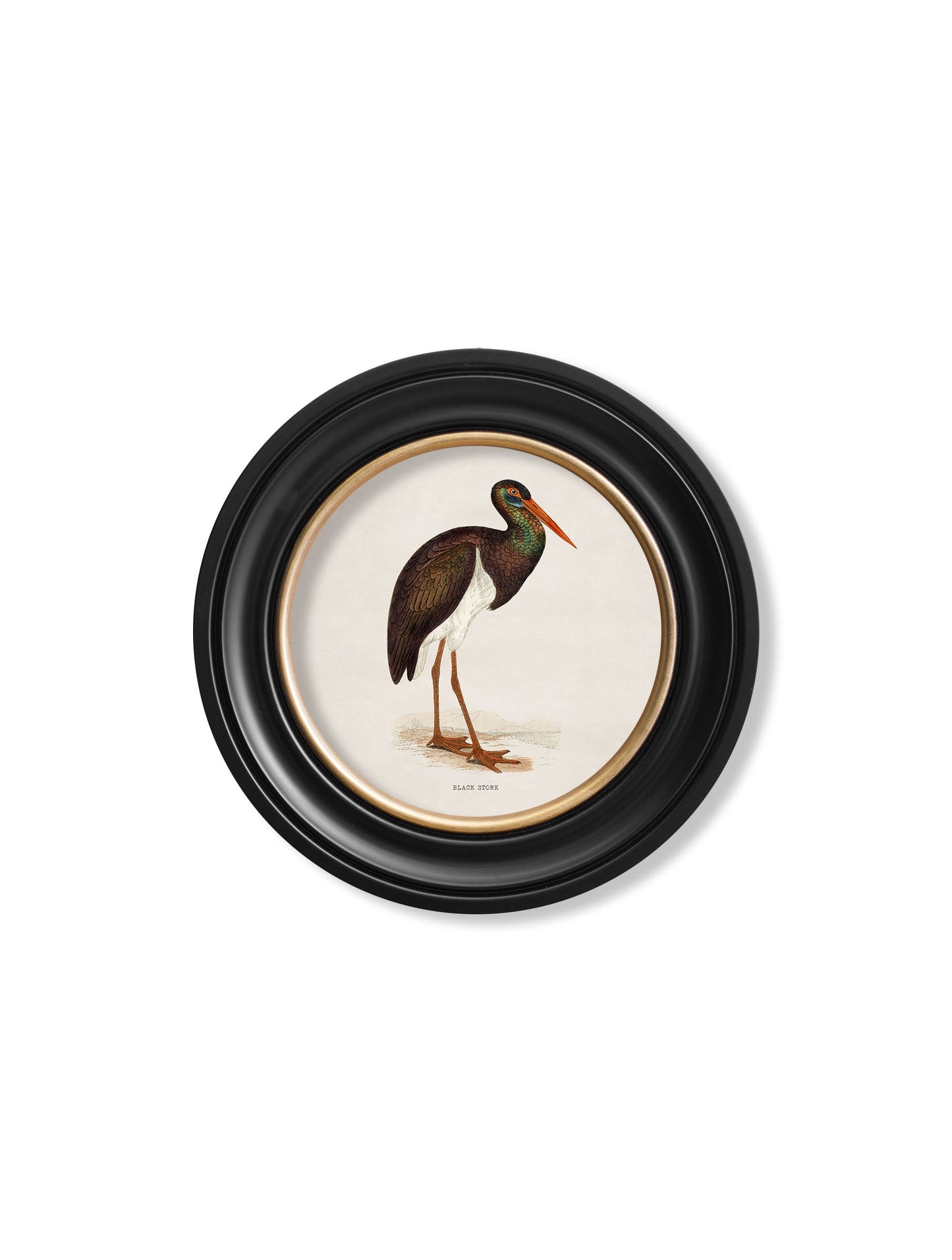 c.1870 Wading Birds in Round Frames styled view – Leya Buster Interiors