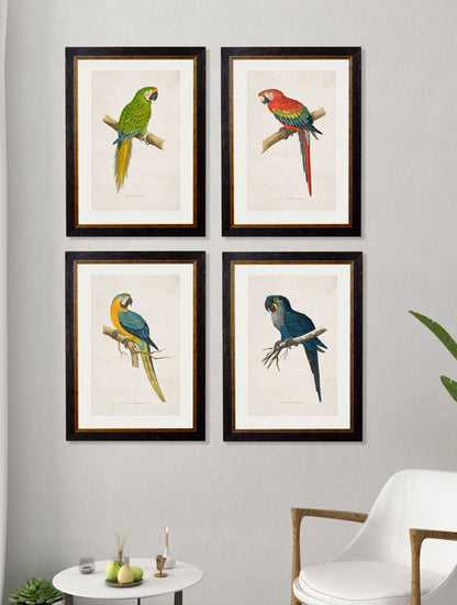 c.1884 Macaws – framed wall art at Leya Buster Interiors