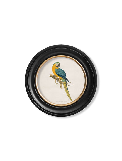 C.1884 Collection of Macaws in Round Frames styled view – Leya Buster Interiors