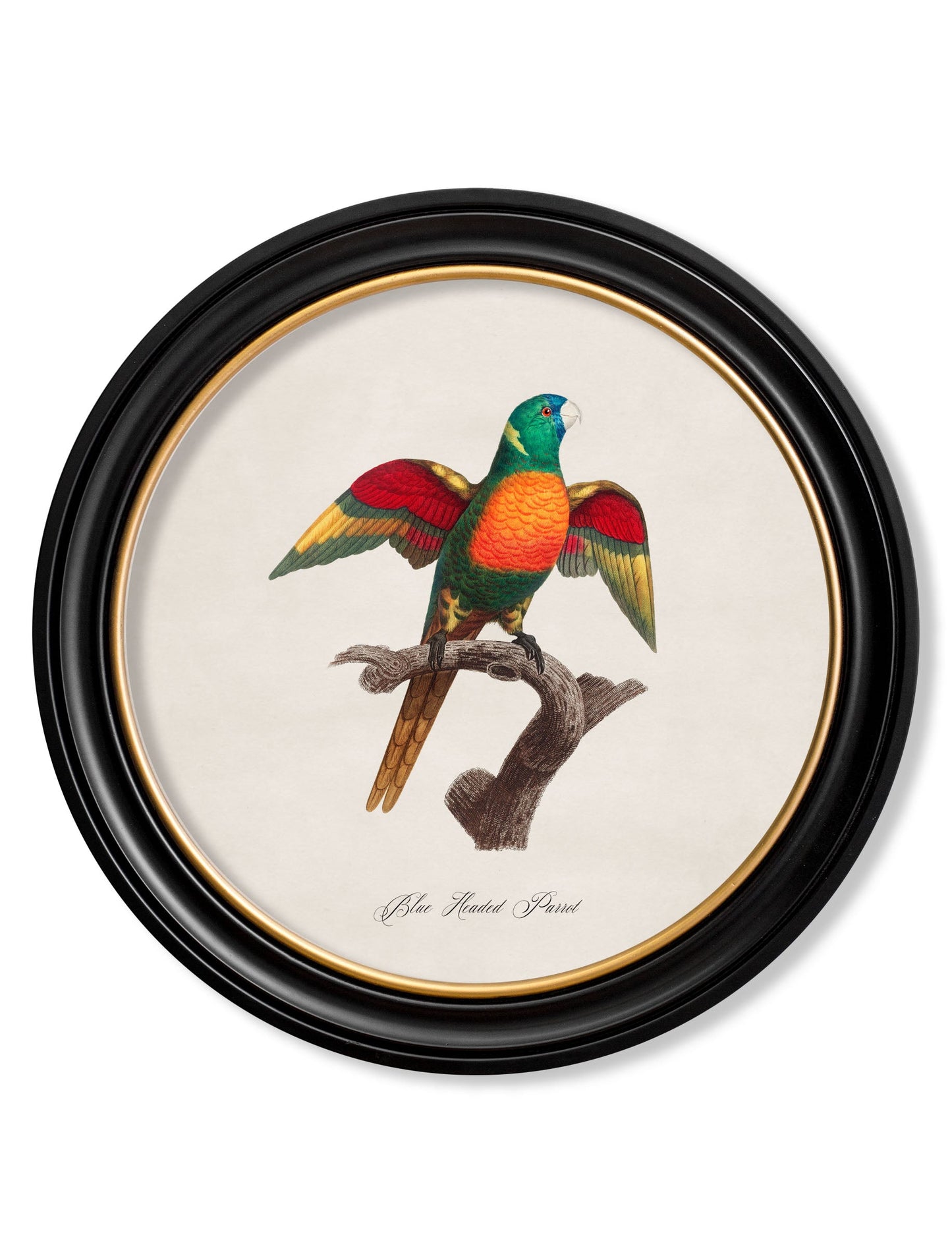 C.1800's Collection of Parrots in Round Frames 2 styled view – Leya Buster Interiors