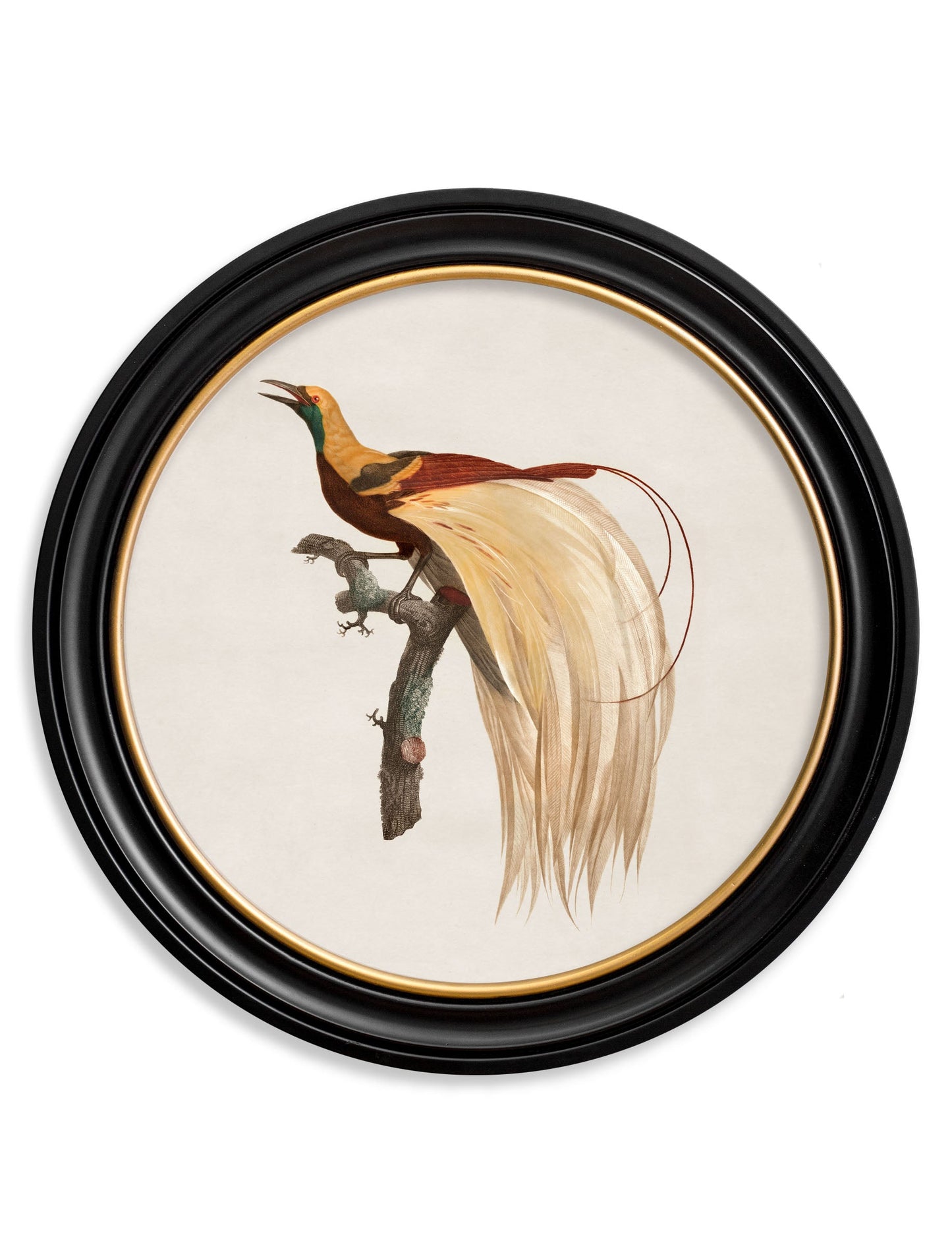 c.1809 Birds of Paradise – Round Frames styled view – Leya Buster Interiors