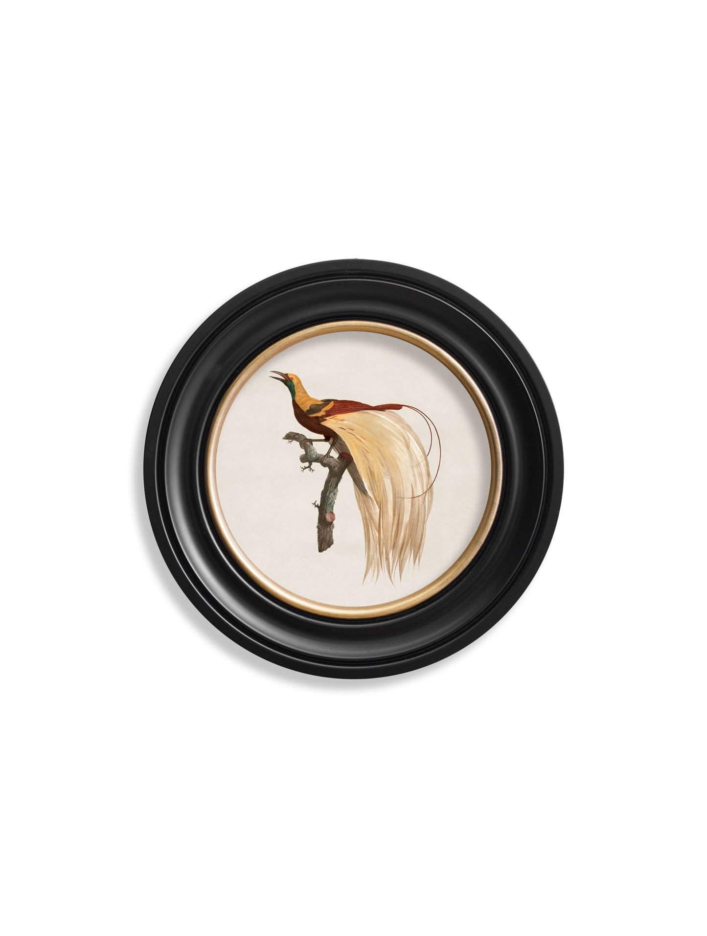 c.1809 Birds of Paradise – Round Frames styled view – Leya Buster Interiors