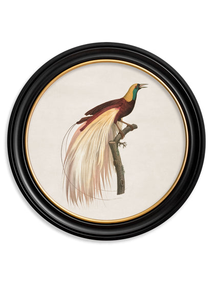 c.1809 Birds of Paradise – Round Frames styled view – Leya Buster Interiors